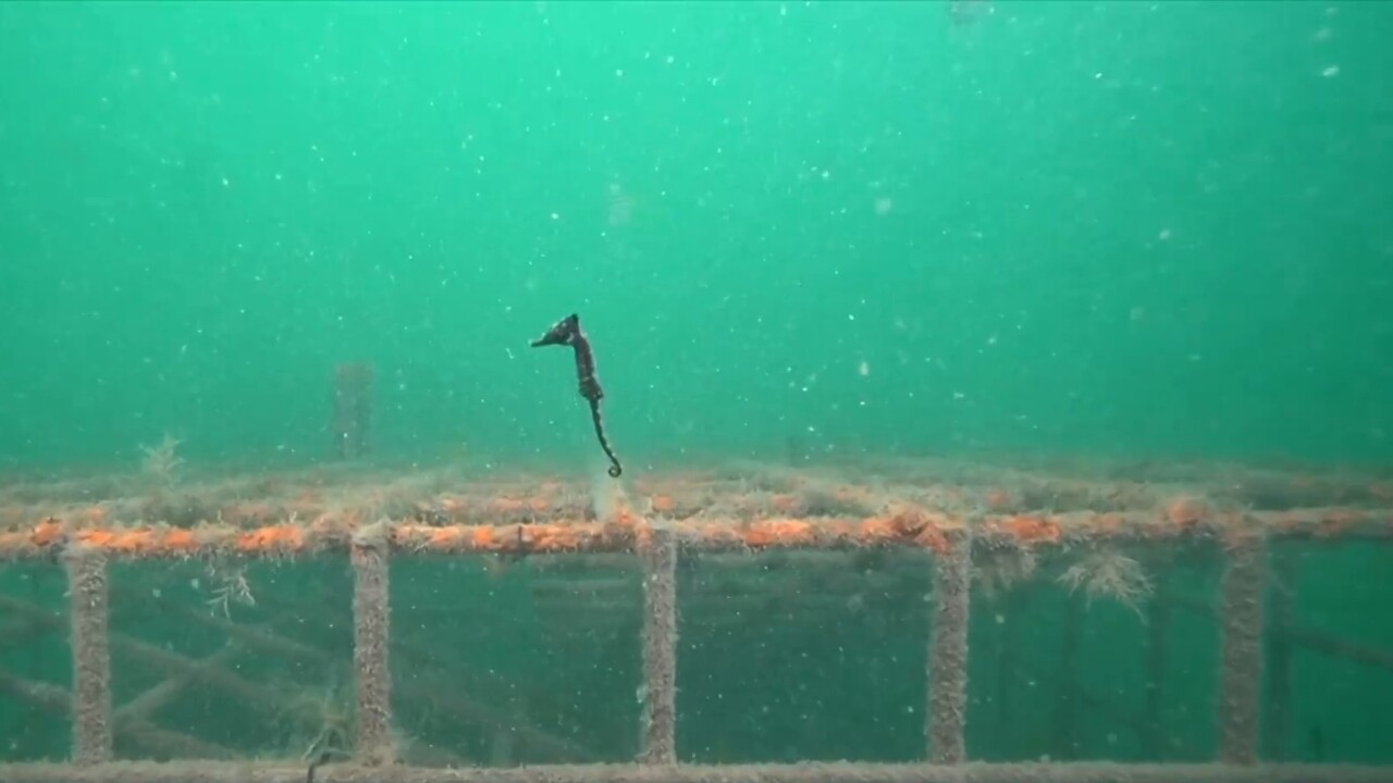 Endangered seahorses released in NSW