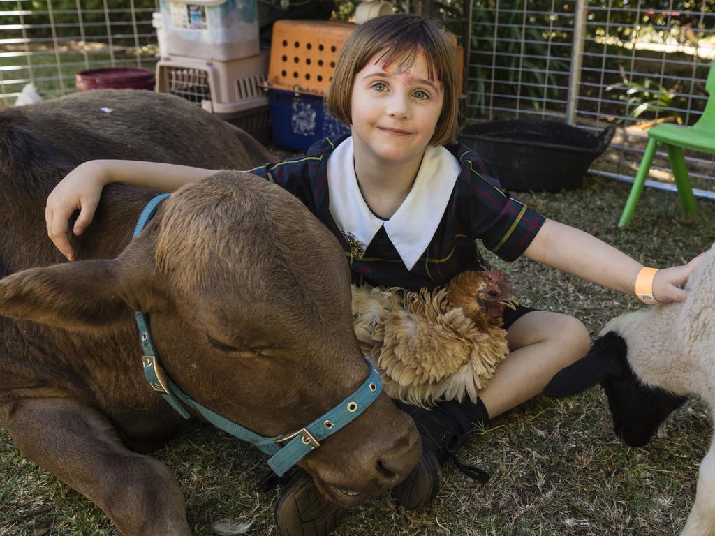 Adelaide Cherry with Loki the miniature cow, Carmel the chicken and Vortex the sheep at the Fairholme College Spring Fair, Saturday, October 21, 2023. Picture: Kevin Farmer