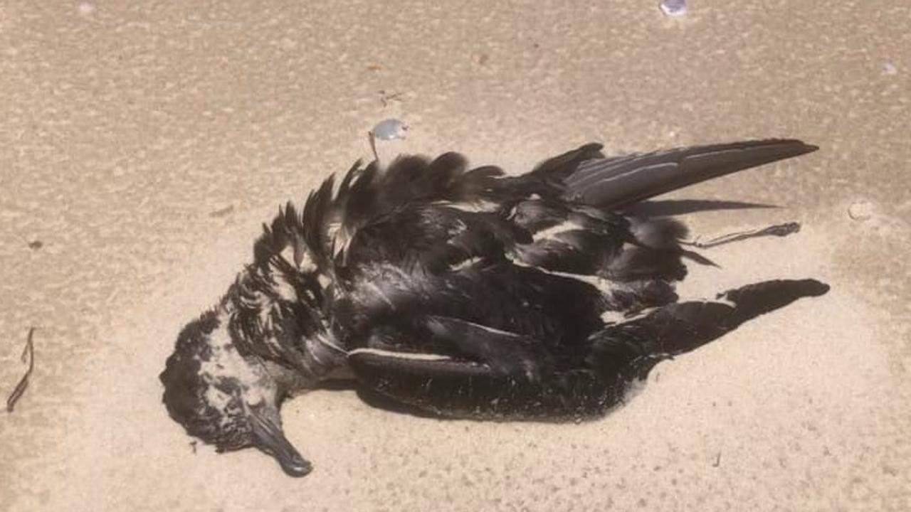 100 dead birds found on North Stradbroke Island beaches