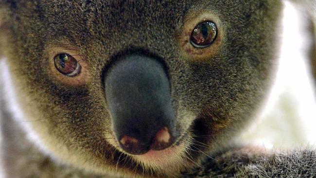 The Tweed Coast koala is at risk of becoming endangered. Picture: John McCutcheon