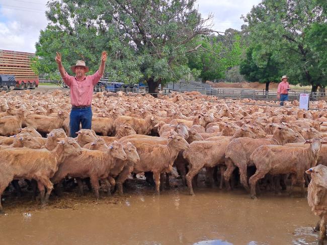 Agents were selling in the water at the Deni sheep sale. Picture: Jenny Kelly