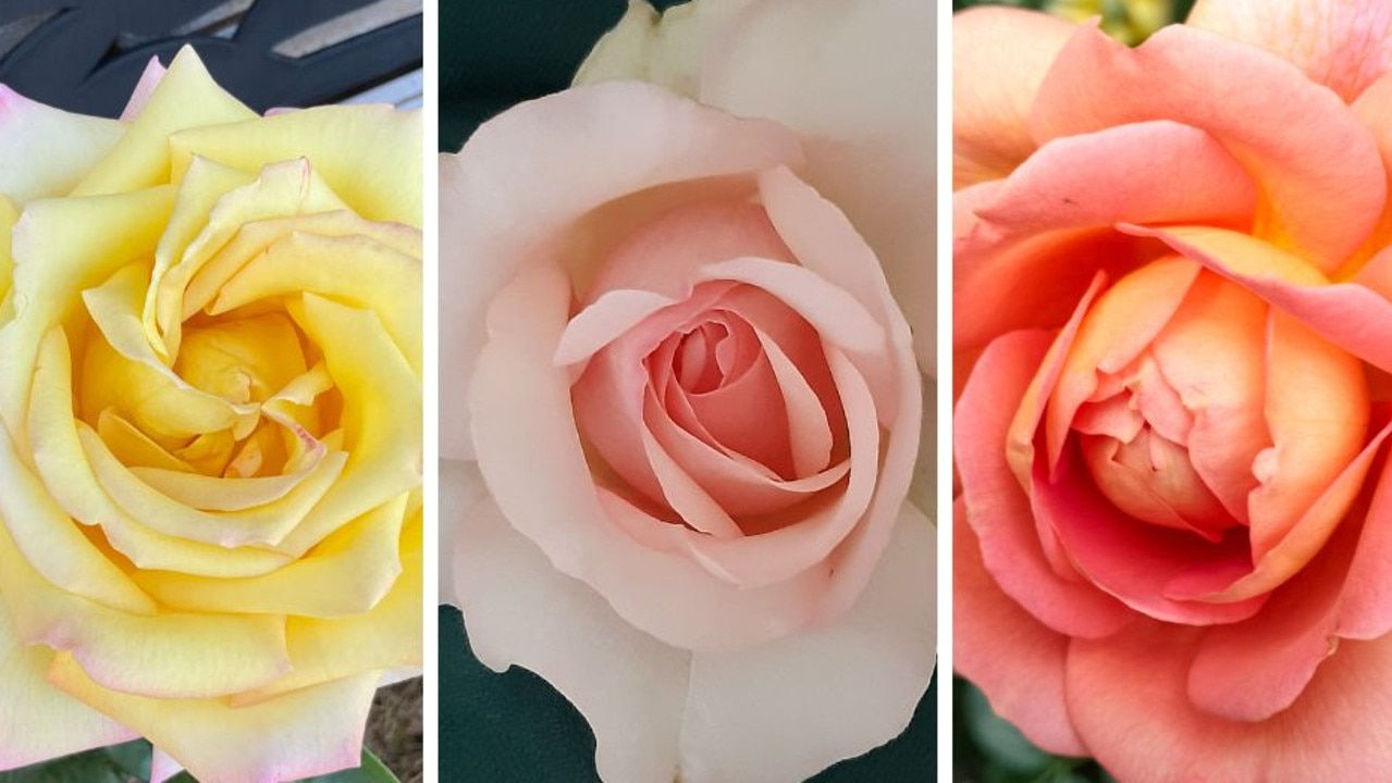 Flower power: Vote now for SA’s most beautiful rose