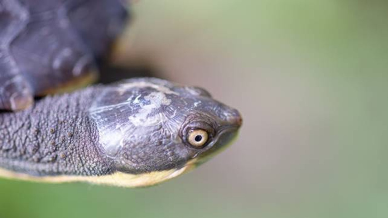 Endangered snapping turtles bred at Taronga released at Bellingen ...