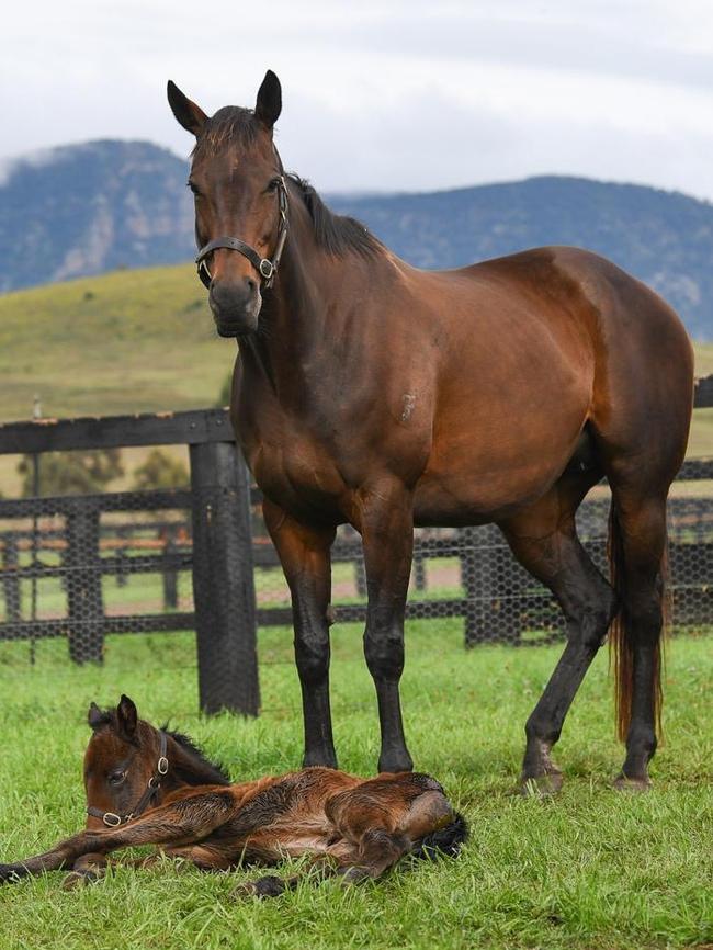 Winx with her filly (Winx and Pierro Filly). Photo: Supplied