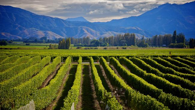 A vineyard in Marlborough.