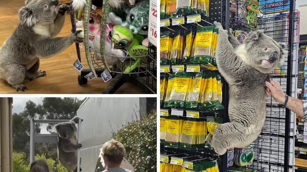 Adorable moment koala wanders into store