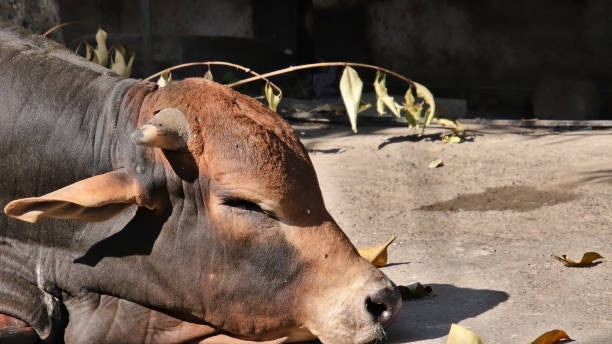 The livestock (not pictured) was shot under suspicious circumstances in Chillagoe, Mareeba. Picture: iStock