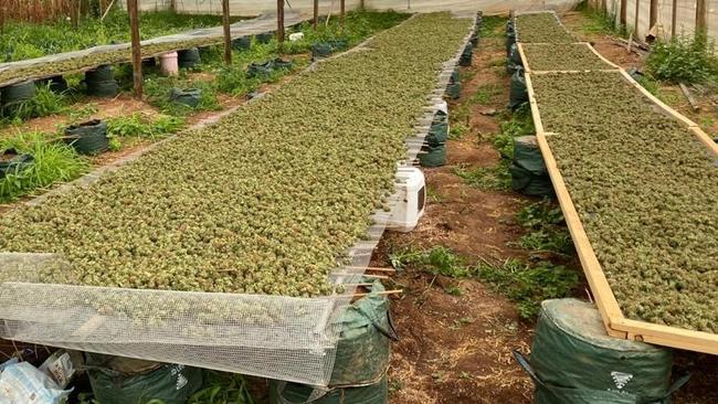 The cannabis crop at Buckland Park. Photo: SA Police