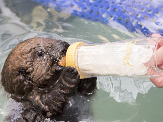 She is drinking formula and some solid food, including shrimp. Picture: Brenna Hernandez/Shedd Aquarium