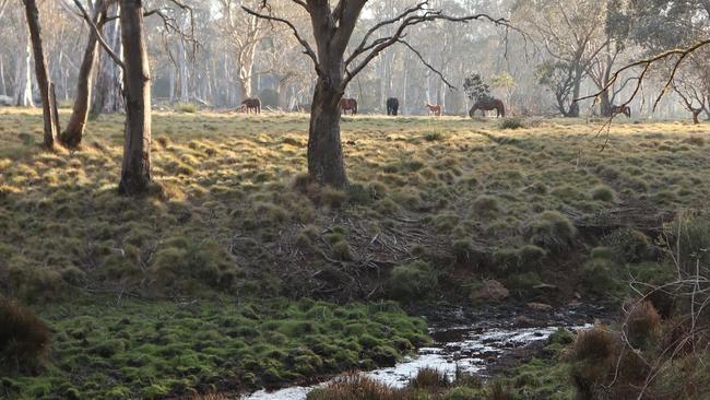 Stream bank and grazing damage by feral horses to Beean Beean Creek.