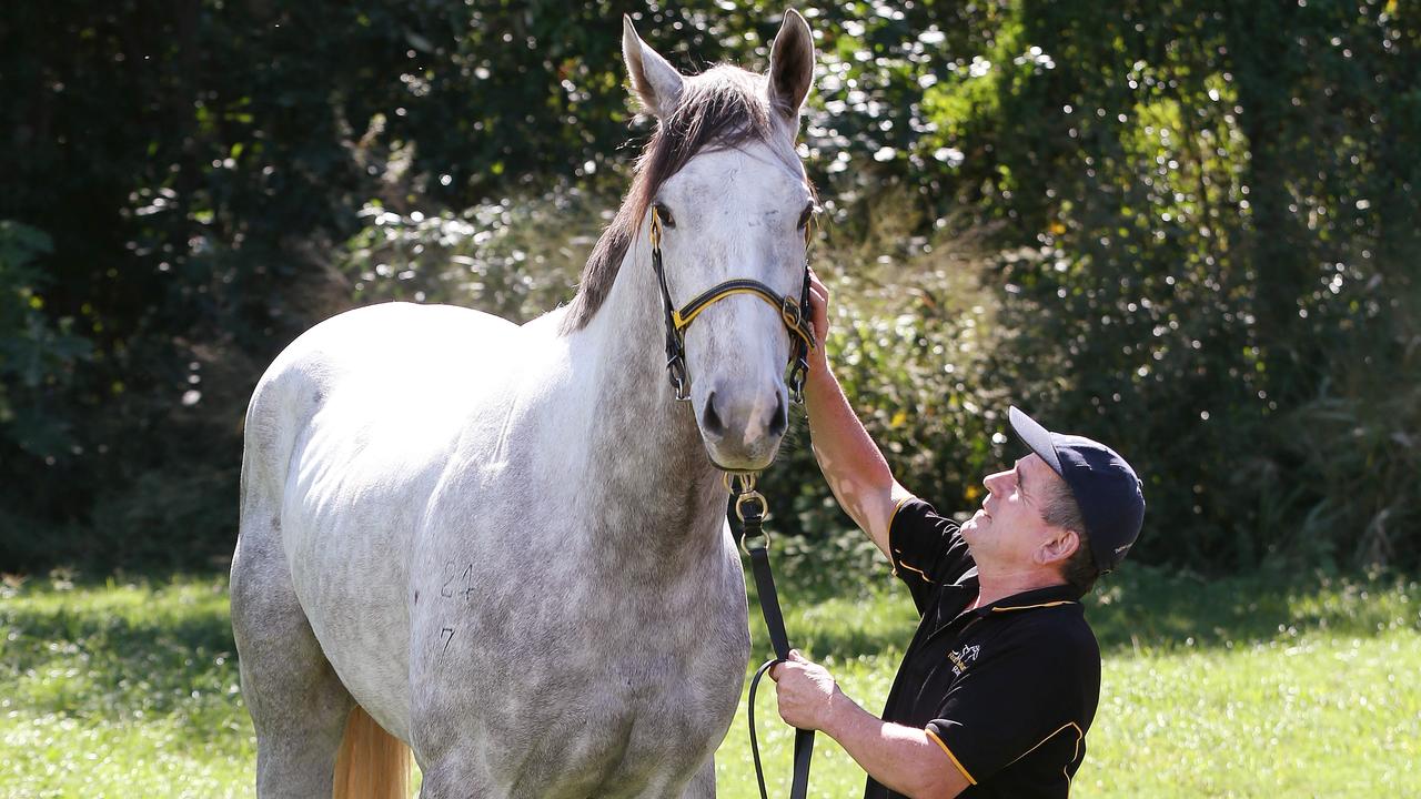 Trainer Rodney Miller with Cleaver Greene, who will race in the Daintree Guineas, at this weekend's Cairns Cup race meet, held at the Cairns Jockey Club, Cannon Park. PICTURE: Brendan Radke