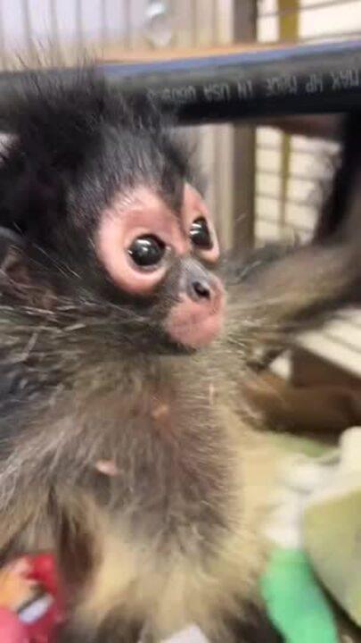 Adorable Spider Monkey Makes 'Incredible Progress' After Drug-Bust Rescue