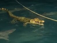Jessie Leigha shared footage of the moment a shiver of sharks circled a lone crocodile.