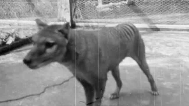 Footage of the thylacine in Hobart's Beaumaris Zoo in 1935. It was part of a tourism film made by Sidney Cook in 1935. (National Film and Sound Archives)