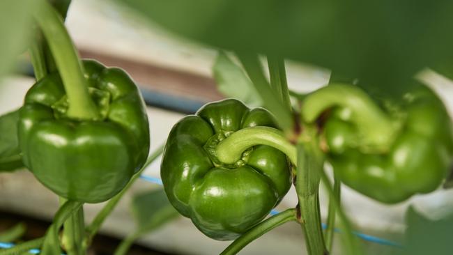 Mr Zalsman was the first grower in the country to commercially adopt heat pump technology for greenhouse heating. Picture: VegetablesWA, Frances Andrijich