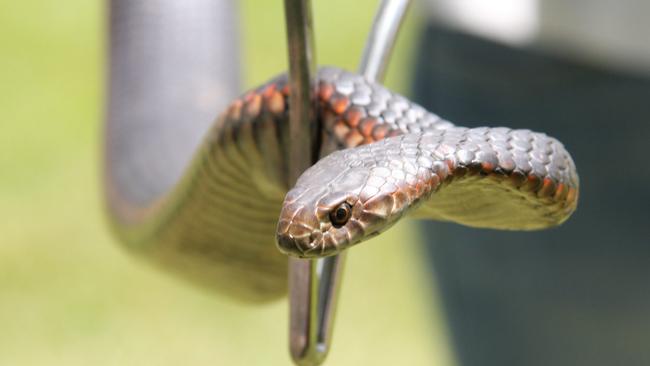 Totally normal for a pet snake to stop traffic.