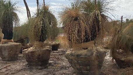 Ancient grass trees dug up and bagged. Picture: Meryl Tobin