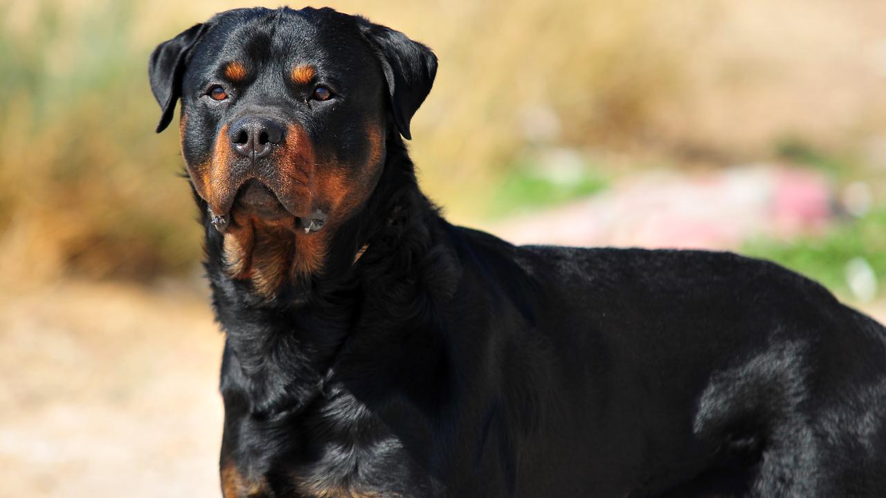 The newborn was attacked by the family’s two-year-old Rottweiler (not pictured) on Sunday night in the Hamilton suburb of Enderley on New Zealand’s North Island. Picture: iStock