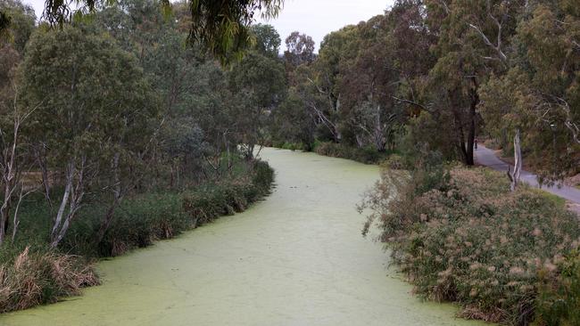 Green duckweed covers the River Torrens in Adelaide, near Hackney Road. Picture: Kelly Barnes