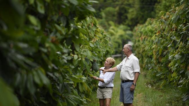 Mission Beach cocoa farm Australian Chocolate Pty Ltd has been selected as one of the top 50 cocoa samples from around the world in the 2019 Cocoa of Excellence competition. PIC: SUSAN KELLY