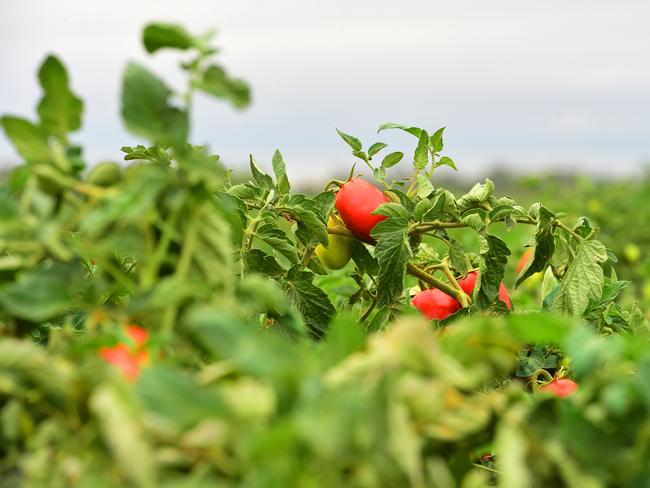 DECISION AG: Kagome TomatoesTomato harvest.CEO John Brady.Pictured: Tomato crop during harvest. Generic tomatoes.PICTURE: ZOE PHILLIPS