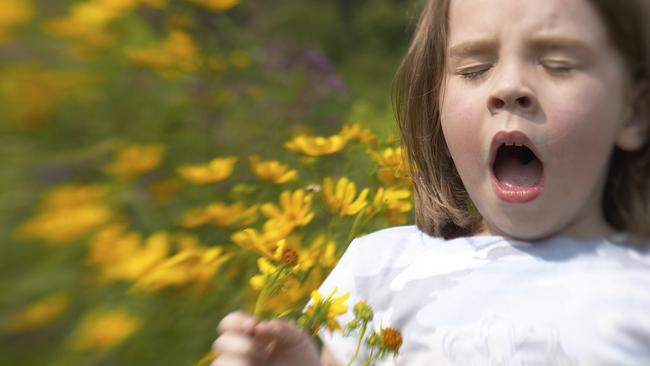 Sneezing season is here again. Hayfever is predicted to be at its highest levels in years because of the very wet Sydney winter.