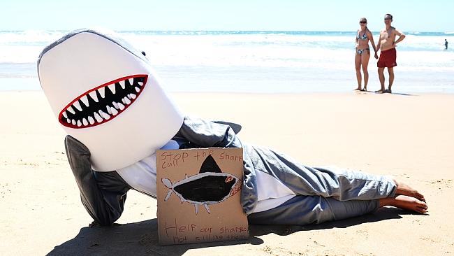 Manly Beach hosts rally against shark cull in Western Australia