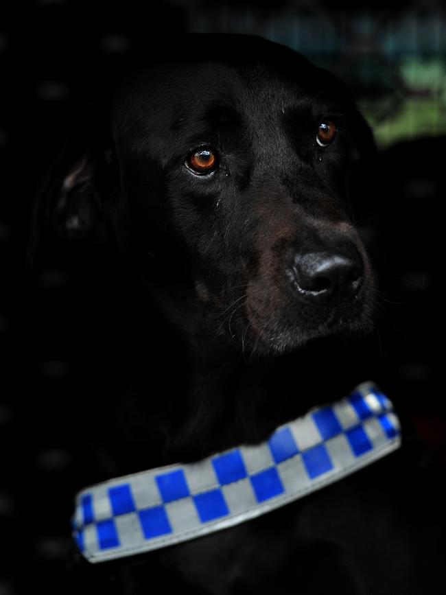 Detection dog Archie sadly passed away this week