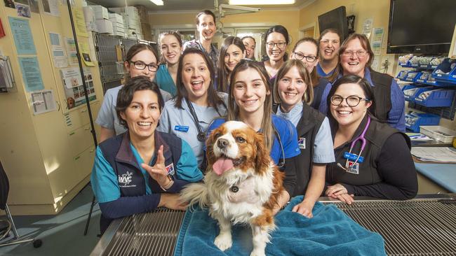 Number 7: The team at Wyndham Veterinary Clinic. Picture: Rob Leeson