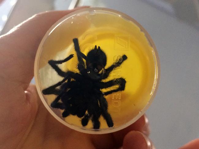Yorick the deadly spider. Picture: Caters News