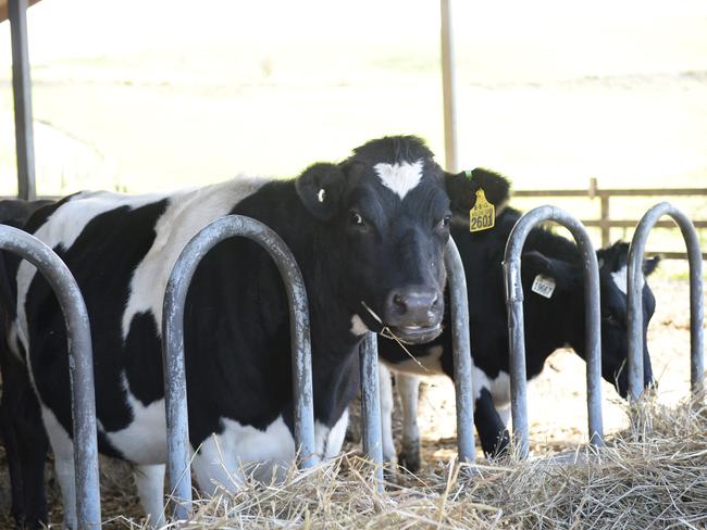 Chinese listed company DFP Australia has bought two farms, one at Poowong and one at Athlone. General manager Roy Wang at the Poowong Farm.