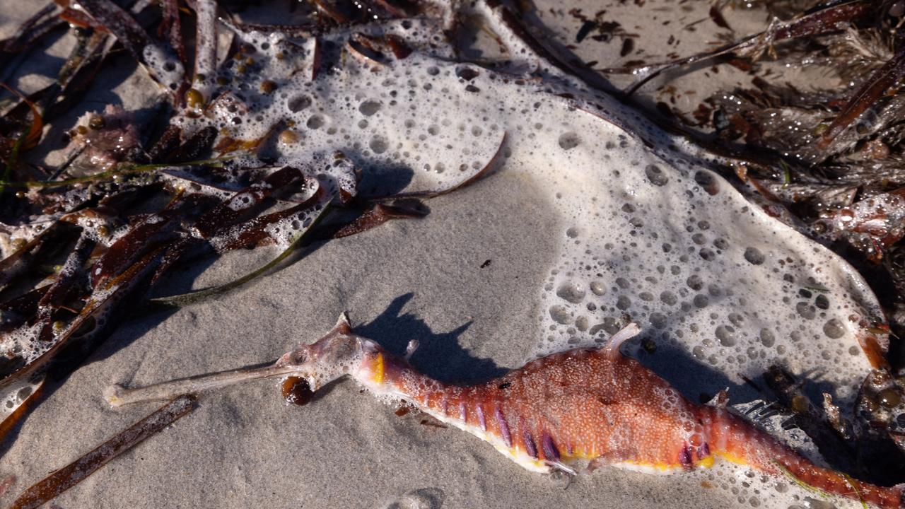 Dead sea life from algal blooms at Foul Bay, Yorke Peninsula. Picture: Stefan Andrews, courtesy of Great Southern Reef Foundation