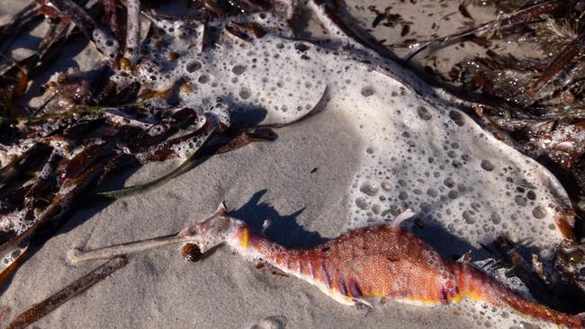Dead sea life from algal blooms at Foul Bay, Yorke Peninsula. Picture: Stefan Andrews, courtesy of Great Southern Reef Foundation