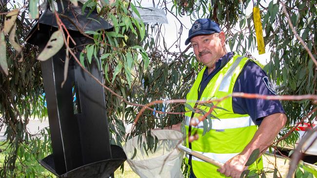 Agriculture Victoria biosecurity officer Greg Mitchell checks a stink bug trap in Notting Hill. 