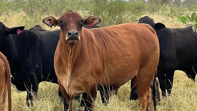 the 233,000ha May Downs station is 28km west of Mount Isa is up for auction