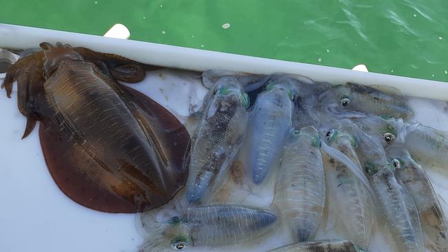 Squid caught in Moreton Bay. Picture: Spero Kartanos