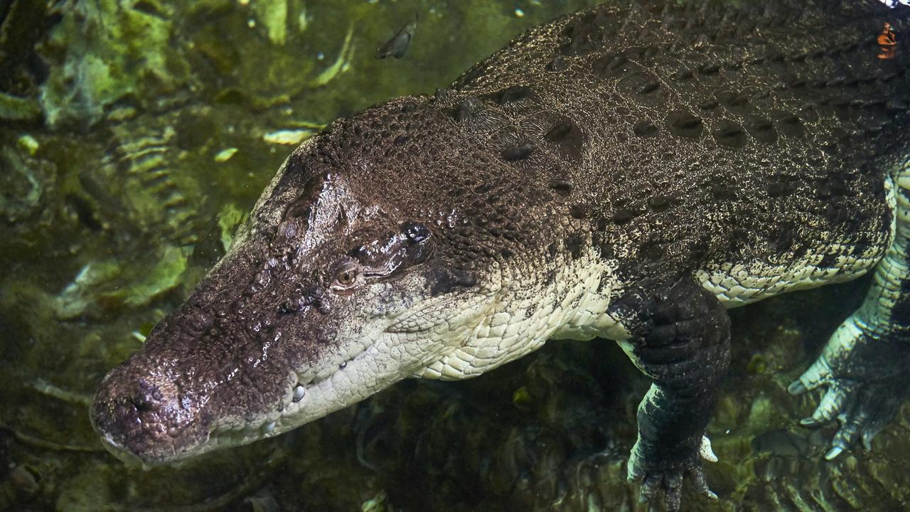 A crocodile at Sea Life Melbourne Aquarium. Picture: supplied