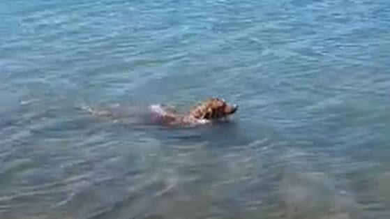 Juice takes one of his regular - less dramatic - swims. Picture: Supplied