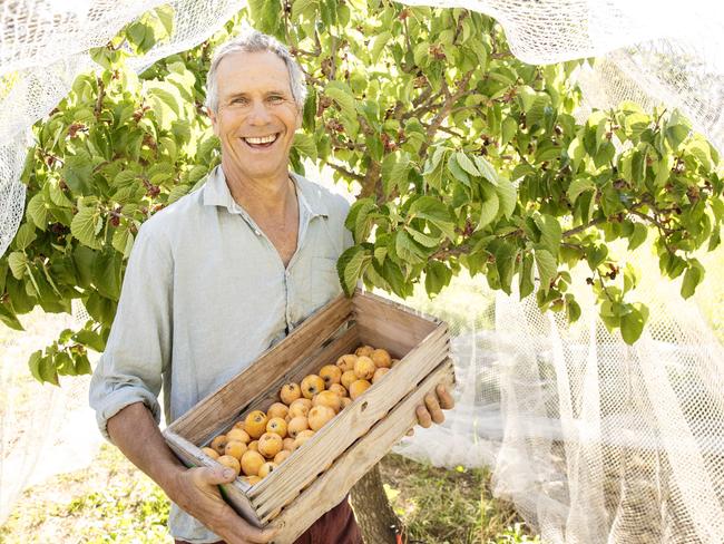 NEWS: David Arnold Permaculture - MurrnongMurrnong Farm is a permaculture farm run by David Arnold at Violet Town. PICTURED: David Arnold with a box of Loquat fruit infront of a mulberry tree on Murrnong Farm at Violet TownPicture: Zoe Phillips