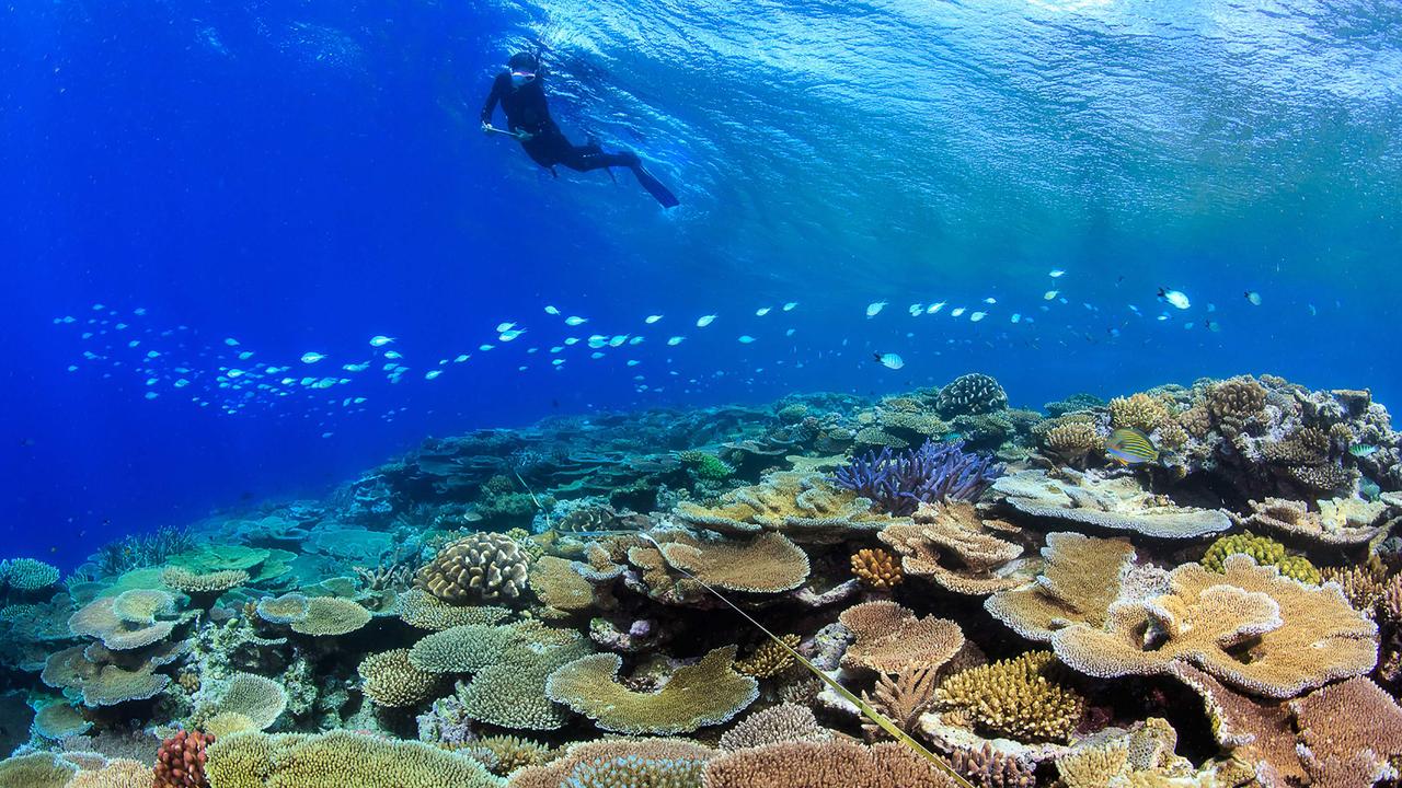 Fish doing well despite coral bleaching at Great Barrier Reef | Gold ...