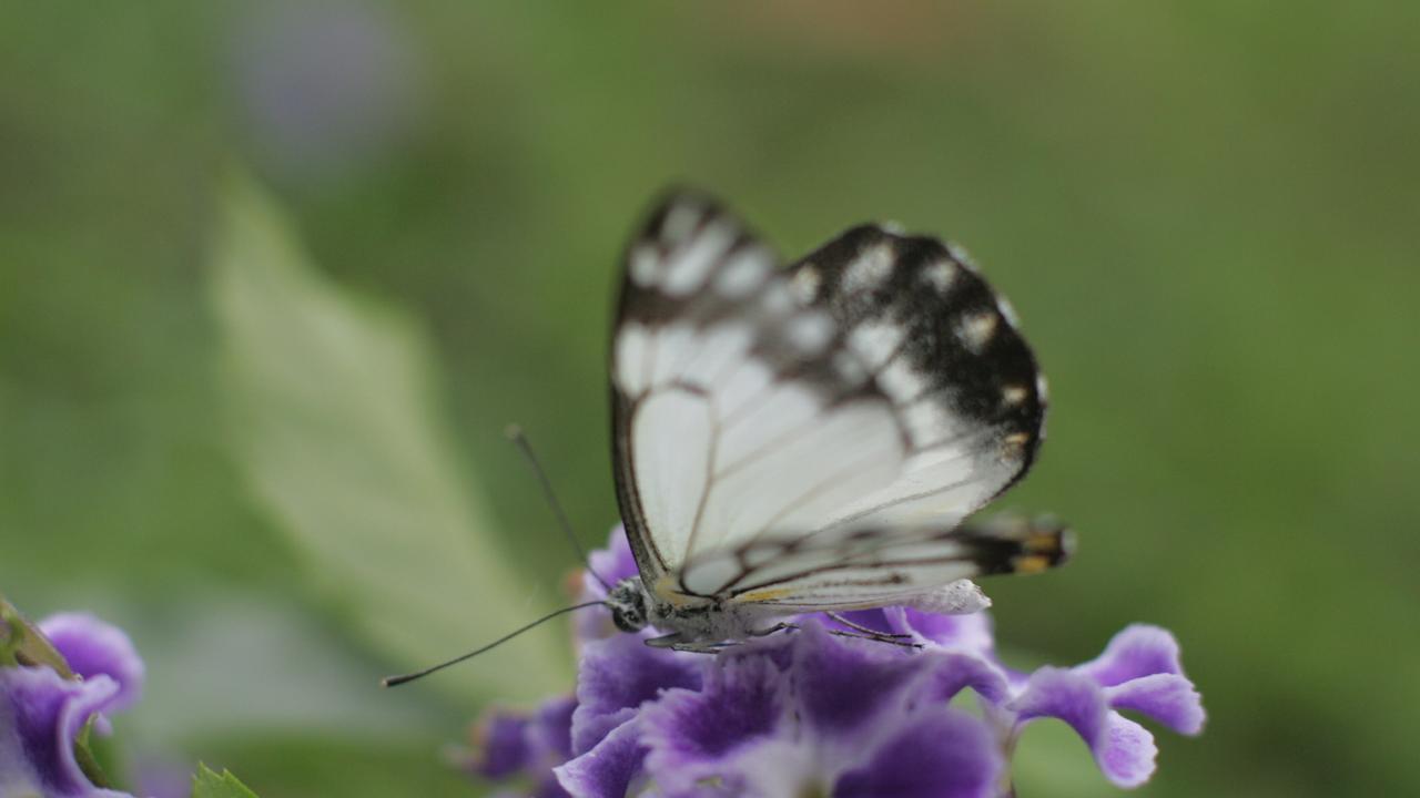 There were many species of butterfly found in Brisbane yards.