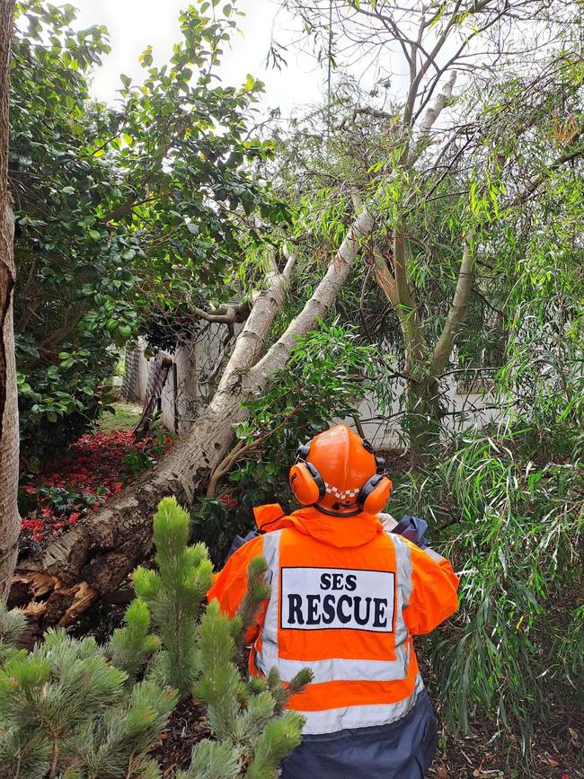 Multiple trees were brought down by the wind. Picture: Mount Gambier and District SES