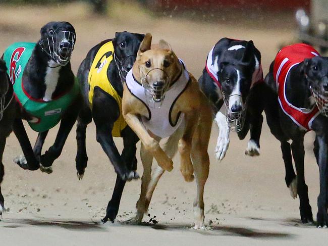 ‘Disgraceful’: Greyhound trainer’s violent outburst