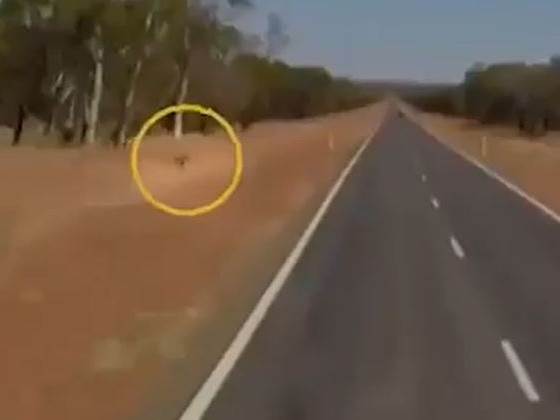 Kangaroos have terrible road sense – just don’t call it that.