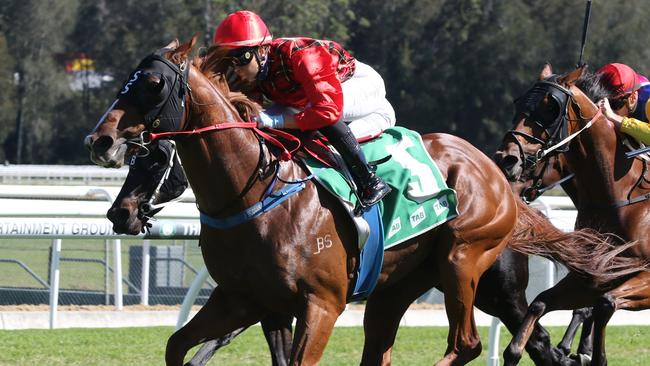 Remlaps Commander will make his presence felt when he heads to Wyong. Picture: Grant Guy