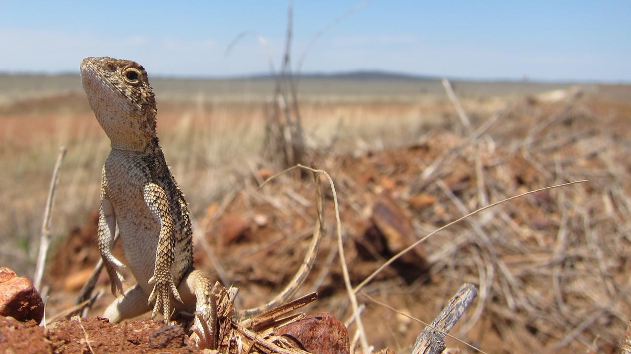 How a tiny lizard is causing big headaches for first home buyers