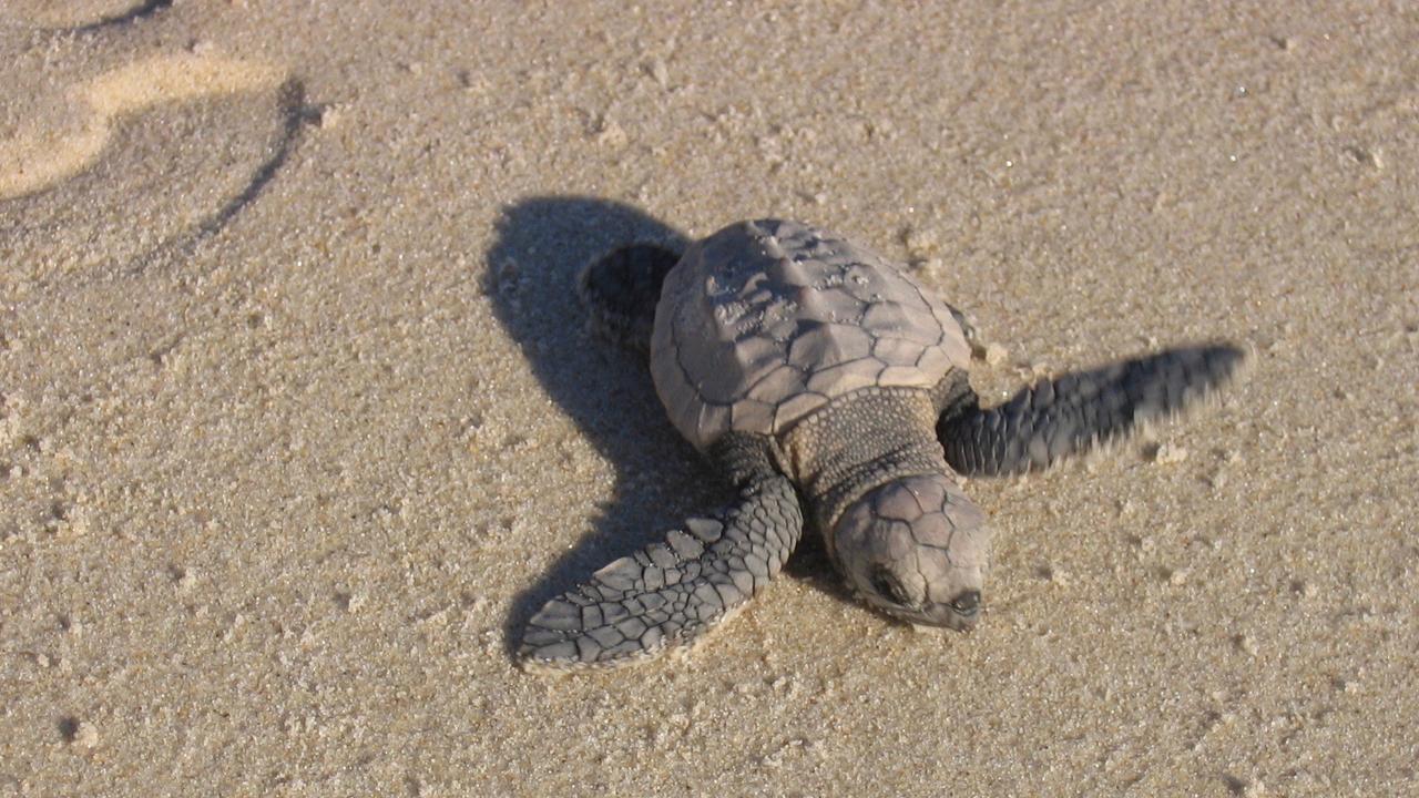 Conservationists 4WD ban on Bribie Island critical for turtles | The ...