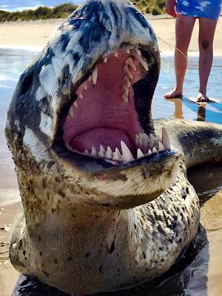 DPIPWE urges caution around leopard seals as ‘they have been known to