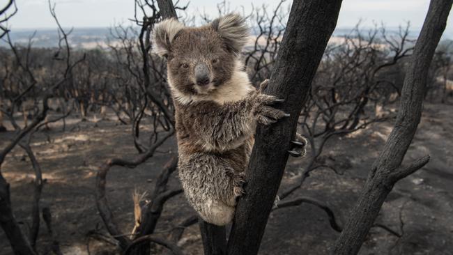 The Black Summer fires have created an ‘ecological disaster’, with 1800 species now at risk of extinction. Picture: Brad Fleet