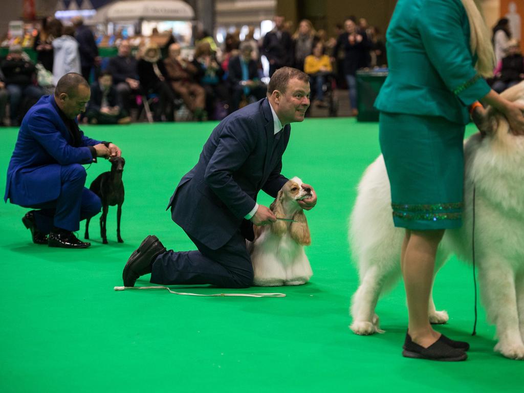 Dogs are judged in a show ring as they take part in the Eukanuba World Challenge competition on the first day of the Crufts dog show at the National Exhibition Centre. Picture: AFP